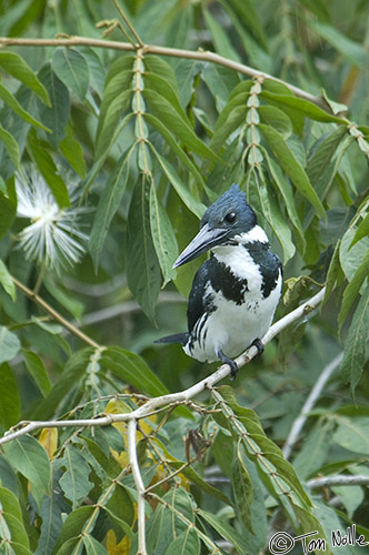 CostaRica_20100329_120804_062_2X.jpg - Another of the kingfisher family found in Costa Rica.  This is a female.  Cano Negro (Rio Frio) River, Costa Rica.