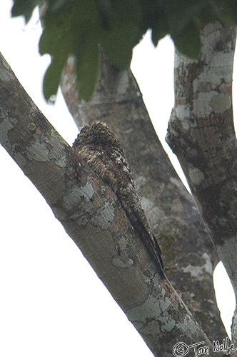 CostaRica_20100329_122514_129_2X.jpg - We couldn't identify this guy for sure because he never exposed his face, but it appears to be a Lesser Nighthawk.  Cano Negro (Rio Frio) River, Costa Rica.