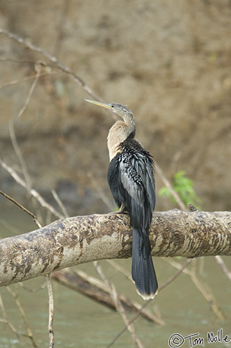 CostaRica_20100329_123326_165_2X.jpg - A female anhinga perches on a log across the Cano Negro (Rio Frio) River, Costa Rica.