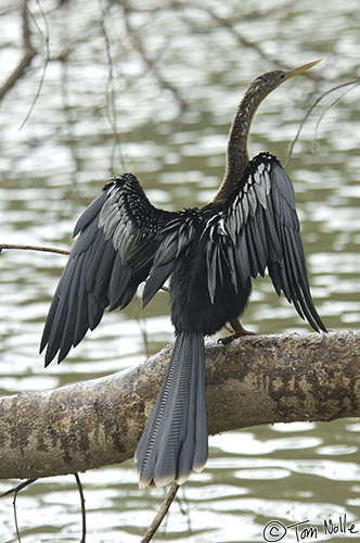 CostaRica_20100329_123426_174_2X.jpg - The female anhinga is spreading her wings to dry them.  Cano Negro (Rio Frio) River, Costa Rica.