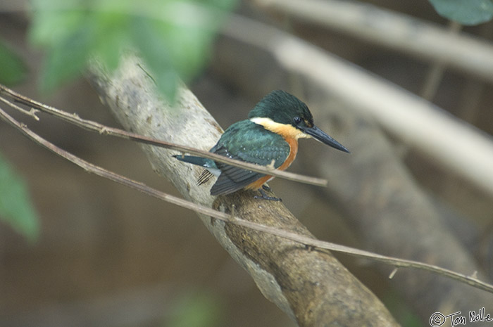 CostaRica_20100329_124436_208_2X.jpg - Actually this is an American Pigmy Kingfisher, the smallest of those found in Costa Rica.  Cano Negro (Rio Frio) River, Costa Rica.