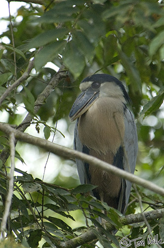 CostaRica_20100329_124850_222_2X.jpg - Like some of his cousins, this heron doesn't want to come out and be photographed nice!  Cano Negro (Rio Frio) River, Costa Rica.