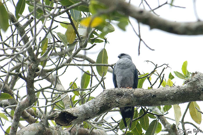 CostaRica_20100329_131858_305_2X.jpg - A raptor watches the river for somrthing interesting to eat.  Cano Negro (Rio Frio) River, Costa Rica.