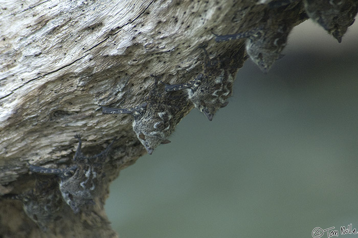 CostaRica_20100329_132614_311_2X.jpg - A colony of long-nosed bats hide under an overhanging branch on the Cano Negro (Rio Frio) River, Costa Rica.