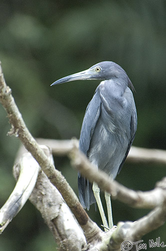 CostaRica_20100329_133632_344_2X.jpg - No, not "Little Boy Lost" but "Little Blue Heron"!  Cano Negro (Rio Frio) River, Costa Rica.