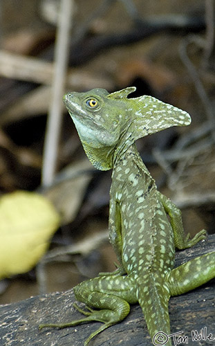 CostaRica_20100329_133814_355_2X.jpg - A large green lizard (possibly a basilisk) watches warily.  Cano Negro (Rio Frio) River, Costa Rica.