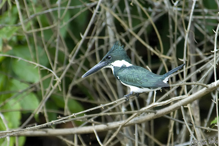 CostaRica_20100329_134004_359_2X.jpg - A lovely speciment of the female Amazon kingfisher.  Cano Negro (Rio Frio) River, Costa Rica.