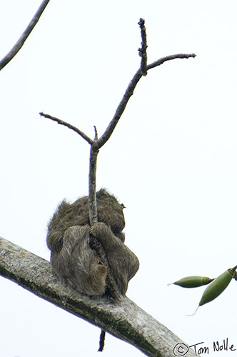 CostaRica_20100329_140444_419_2X.jpg - A sloth, apparently a three-toed variety, curls up at a branch junction high over the water.  Cano Negro (Rio Frio) River, Costa Rica.