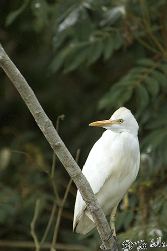 CostaRica_20100329_140810_456_2X.jpg - Not a lot of cattle here, but apparently this cattle egret is flexible!  Cano Negro (Rio Frio) River, Costa Rica.