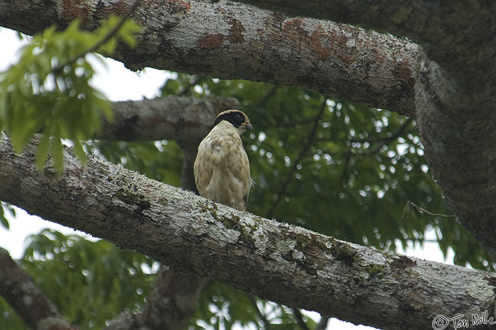 CostaRica_20100329_141148_473_2X.jpg - A lovely raptor found along the Cano Negro (Rio Frio) River, Costa Rica.