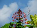 CostaRica_20100317_095614_044_S