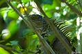 CostaRica_20100328_133442_812_2X