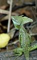 CostaRica_20100329_133814_355_2X