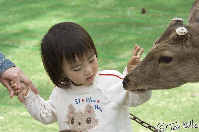 Japan_20080412_214214_733_2X.jpg - A Japanese child finds the Sika deer in Todai-Ji fascinating.  Nara Japan