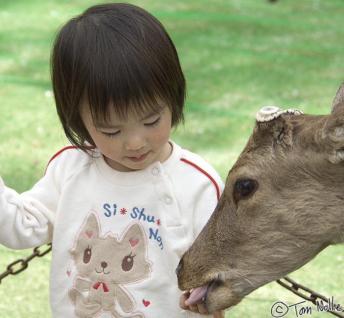 Japan_20080412_214228_739_2X.jpg - A child concentrates on feeding a Sika deer in Todai-Ji Nara Japan