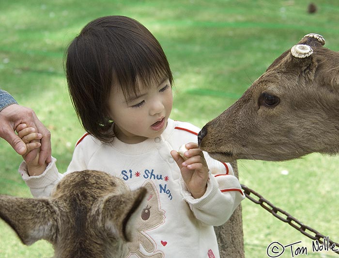 Japan_20080412_214230_740_2X.jpg - Still more interested than afraid, this child's food supply is attracting more Sika deer.  Todai-Ji Nara Japan