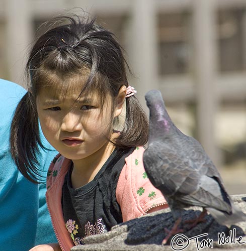 Japan_20080415_005854_901_2X.jpg - This little girl isn't at all sure she likes this pigeon this close!  Okayama Japan.