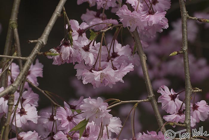 Japan_20080408_222522_851_20.jpg - Pink  blossoms from one of the many varieties of cherry tree seem to flow over the branches above Philosophers Walk, Kyoto Japan.