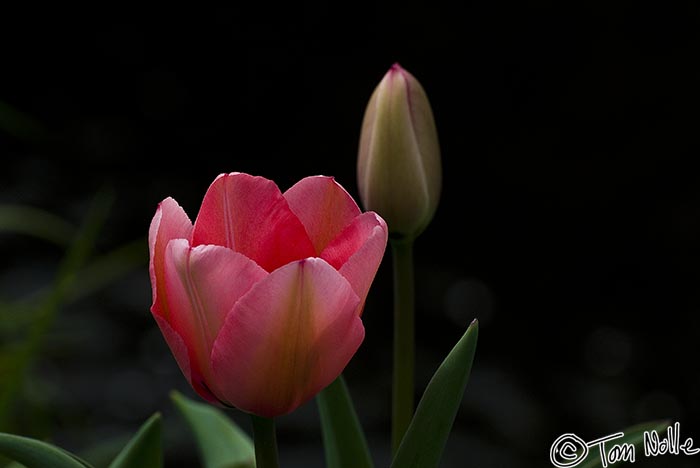 Japan_20080408_223014_863_20.jpg - A beam of sunlight illuminates a tulip and bud in a shadowed garden in Kyoto Japan.