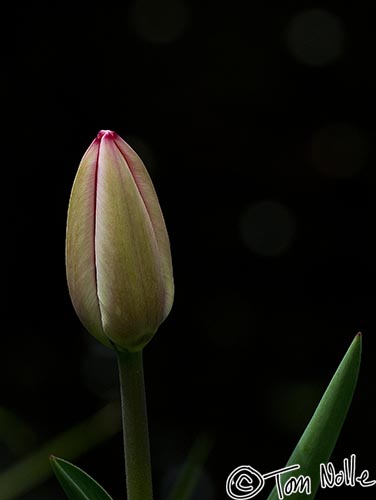 Japan_20080408_223134_870_20.jpg - A tulip bud nears bursting into flower along a canal in Kyoto Japan.