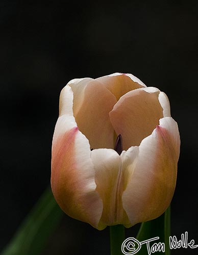 Japan_20080408_223420_893_20.jpg - An open tulip bud in Kyoto Japan.