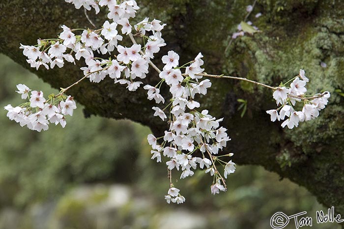 Japan_20080411_222502_570_2X.jpg - An old cherry tree still can produce beautiful blossoms.  Heian Jingu Shrine Kyoto Japan.