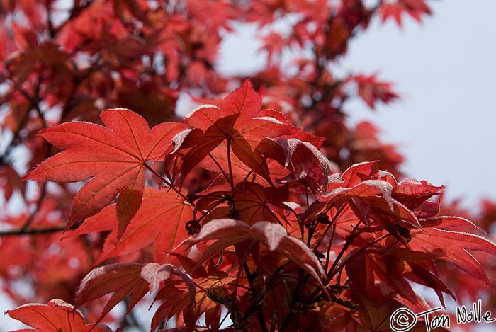 Japan_20080420_225730_479_20.jpg - A red maple glows against the sky.  Hagi, Japan