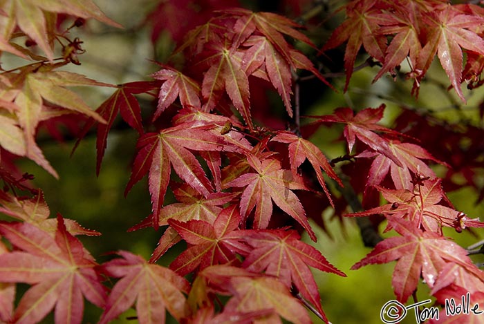 Japan_20080420_225932_484_20.jpg - Leaves of a low shrub gleam in a bit of sun that gets through trees and clouds.  Hagi, Japan