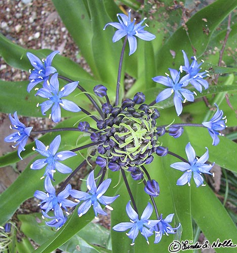 Japan_20080422_222234_387_S.jpg - A group of flowers around a central structure almost looks galactic.  Shikoku-Mura, Takamatsu, Japan.