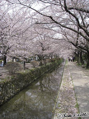 Japan_20080408_200812_258_S.jpg - This canal lined with cherry trees is one of the key visitor sites in Kyoto in the spring, especially on a nice day.  Kyoto Japan.