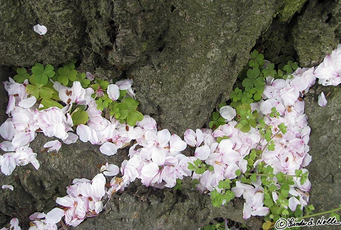 Japan_20080408_212044_272_S.jpg - Growing clover and fallen blossoms mingle in the hollow of a tree along Philosophers Walk, Kyoto Japan.