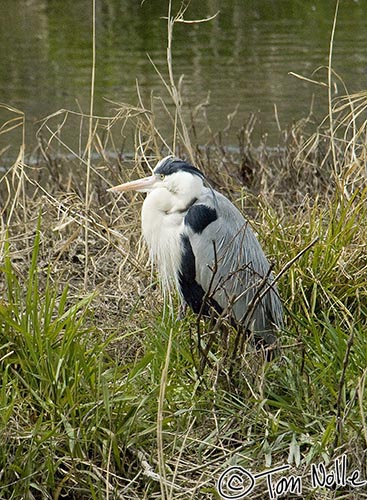 Japan_20080409_000248_269_2X.jpg - A heron looks for food on an island on one of the rivers of Kyoto Japan.