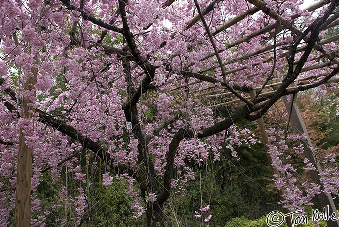 Japan_20080409_214926_994_20.jpg - Because they revere the trees in bloom, the Japanese have built arbors to create a passage under the cherry trees.  Kyoto Japan.