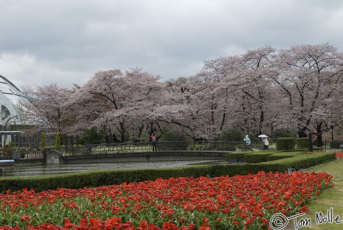 Japan_20080409_220138_997_20.jpg - Rain reduces but doesn't eliminate the people who come to view the blossoms in the Botanical Gardens Kyoto Japan.