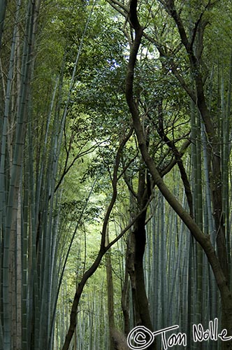 Japan_20080411_012004_358_2X.jpg - The trail through the bamboo grove in Tenryu-Ji Kyoto Japan.