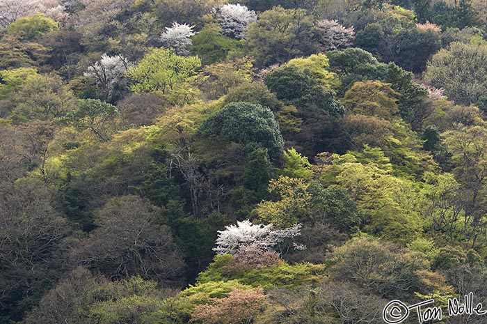 Japan_20080411_021704_437_2X.jpg - Cherry trees almost shine on a damp afternoon near Kyoto Japan.