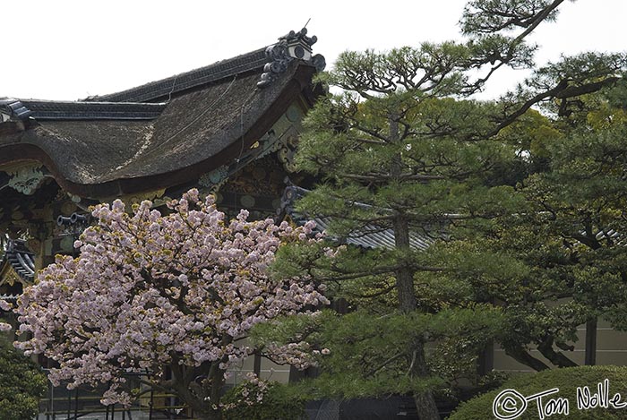 Japan_20080411_202230_137_20.jpg - An old tile-and-reed-roof building in the Nijo castle complex, with the counterpoint of cherry blossoms.  Kyoto Japan.