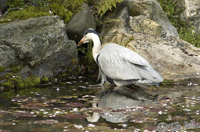 Japan_20080411_202920_532_2X.jpg - A heron is reflected in a pond littered with blossoms.  Nijo-jo Kyoto Japan.