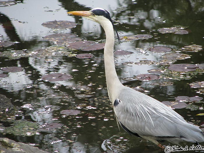 Japan_20080411_203304_307_S.jpg - A heron stalks fish amid a wash of blossoms and lilly pads in Nijo-Jo, Kyoto Japan.