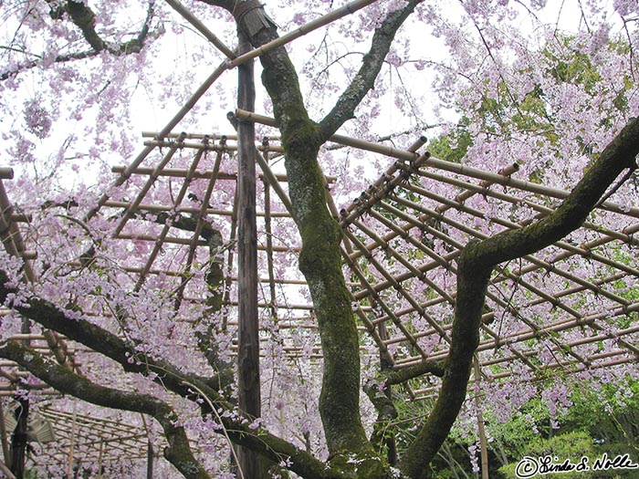 Japan_20080411_221910_309_S.jpg - A lattice to hold branches heavy with blossoms creates an an abstract pattern against a cloudy sky.  Heian Jingu Shrine Kyoto Japan