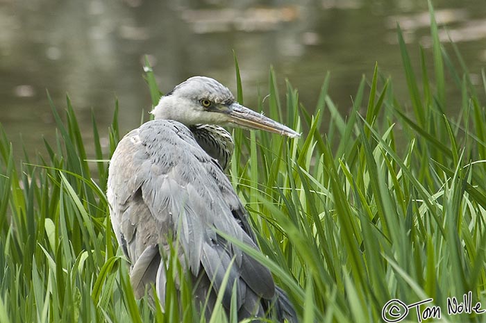 Japan_20080411_222738_573_2X.jpg - A blue heron in the grass near a pond in Heian Jingu Shrine Kyoto Japan.