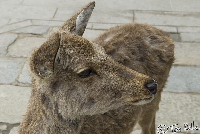 Japan_20080412_204646_289_20.jpg - There are many areas in Japan where deer are tame and protected; this one is famous.  Todai temple Nara Japan