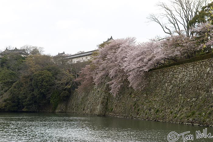 Japan_20080414_010916_502_20.jpg - Cherry blossoms drape down over the walls of Himeji Castle Kobe Japan.