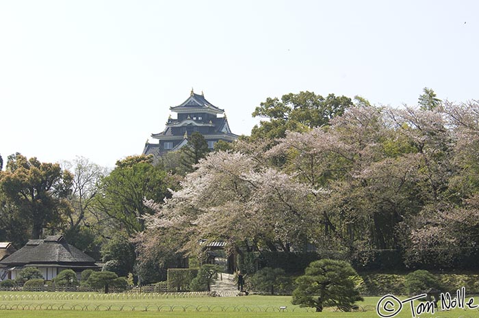 Japan_20080414_204558_799_2X.jpg - Cherry blossoms in Korakuen gardens, with Okayama Castle looming in the distance.  Okayama Japan.