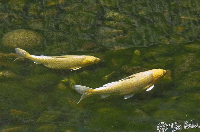 Japan_20080414_211738_830_2X.jpg - A pair of gold-colored koi swim in an algae-filled pool in Korakuen gardens Okayama Japan.