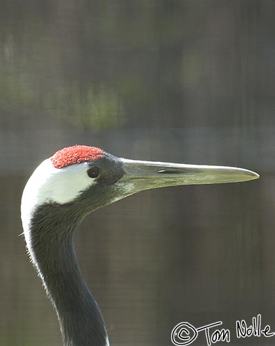 Japan_20080414_212322_841_2X.jpg - An iconic bird in Japan.  Korakuen gardens Okayama Japan.