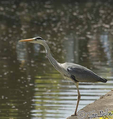 Japan_20080415_005614_896_2X.jpg - A heron is poised above the canal outside the Ohara Museum looking for a fish.  Okayama Japan.