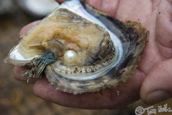 Japan_20080415_204558_747_20.jpg - This is a large pearl just uncovered in its oyster.  Uwajima Japan.