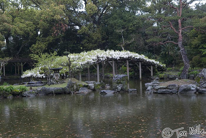 Japan_20080415_232510_786_20.jpg - A beautiful bridge draped with wisteria on a rainy morning in Uwajima Japan.