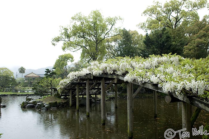 Japan_20080415_233142_799_20.jpg - A wisteria-covered bridge glistens in a light rain in Tenshaen gardens Uwajima Japan.